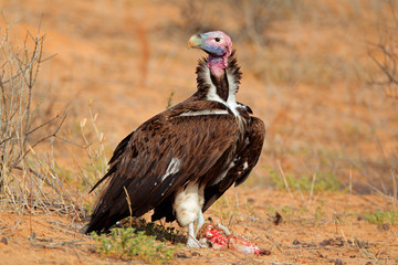 Lappet-faced vulture