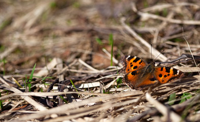 Spring butterfly