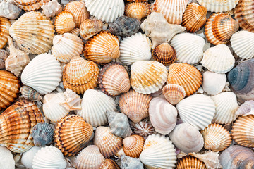 Abstract texture of shells