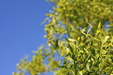 Leaves and blue summer sky