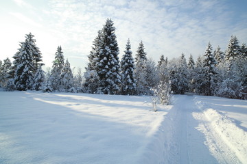 Fototapeta na wymiar Spacer zima w śniegu