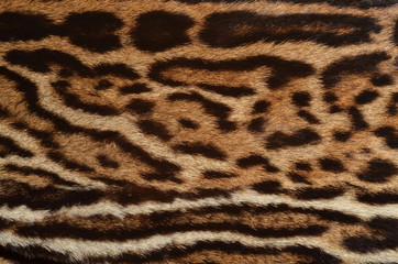 closeup of ocelot spotted fur