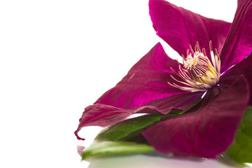 clematis