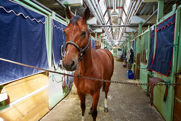 Chestnut horse in horse barn