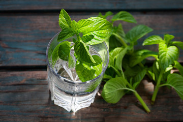 Fizzy drink with mint
