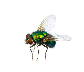 green fly