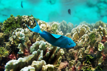 Blue fish float near the coral