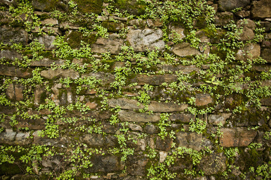 stone wall background with plants