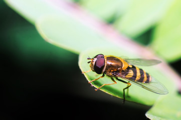 yellow fly