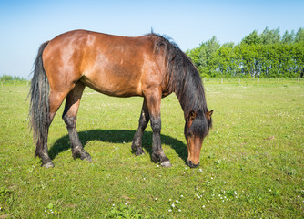 Obraz premium Grazing brown horse in the sunny pasture