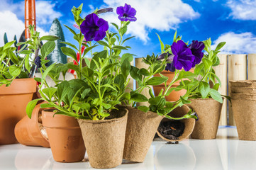 Garden stuff with vivid colors, rural concept