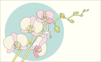 branch orchid © mayl4ik