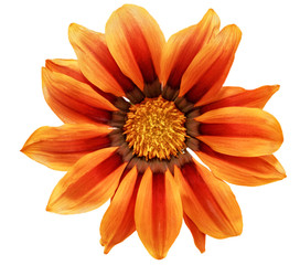 Single flower of tiger Gazania. (Splendens genus asteraceae).Iso
