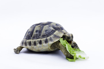 Naklejka premium Tortuga comiendo