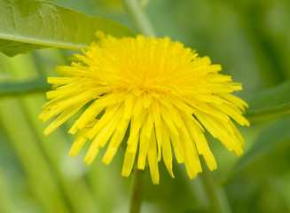 Macro of yellow dandelion