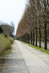 Allee im Frühling