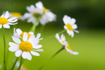 margeriten nahaufnahme © Racle Fotodesign