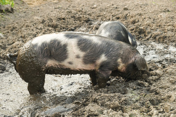 Schweine suhlen im Schlamm