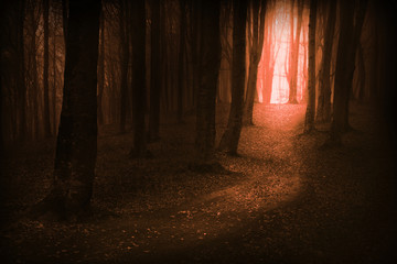 Dark, fairytale trails in the forest in an autumn foggy day