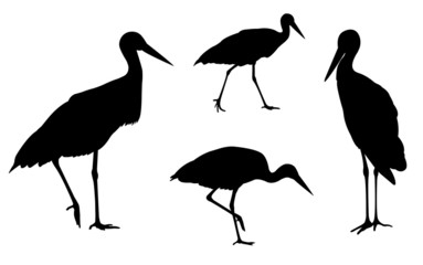 stork silhouettes - vector