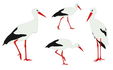storks illustration - vector