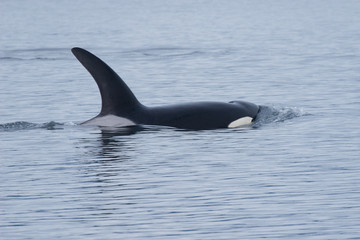 Orca in Open Ocean