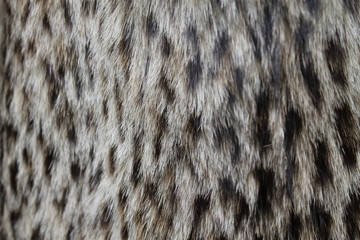 leopard fur
