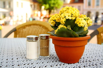 Yellow flower with pepper and salt at the table