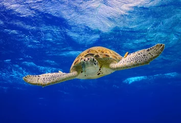 Papier Peint photo autocollant Tortue Tortue verte nageant dans l& 39 océan