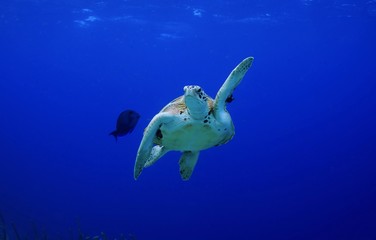 Pick me! High Five! green Sea turtle making a turn
