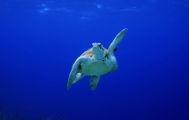 Pick me! High Five! Green Sea Turtle making a turn