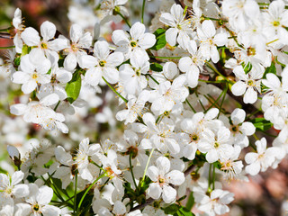 many flowers of cherry tree