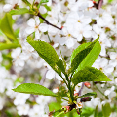 green foliage of cherry tree
