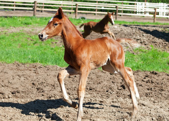 Obraz premium little chestnut foals in movement