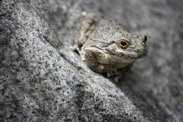 rare desert tree frog - sedona, arizona