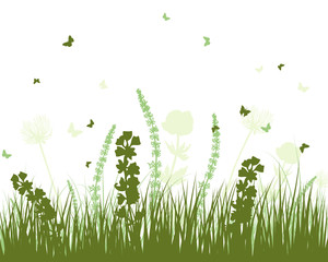 Fototapeta premium Summer meadow