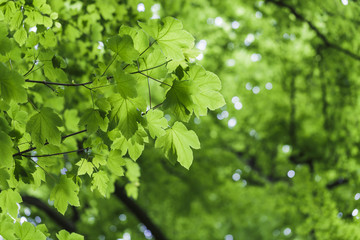 Fototapeta na wymiar Frische grüne Blätter - Ahorn