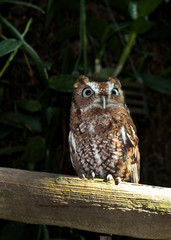 little owl close up