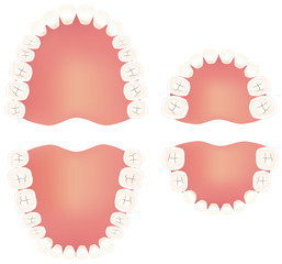 永久歯と乳歯のイラスト