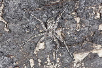 Philodromus spider camouflaged on burnt pine