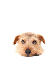 考えるノーフォークテリア