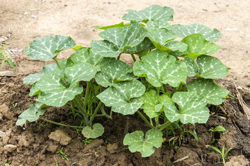 Young gourd trees on vegetable garden