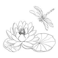 Water Lily and dragonfly.
