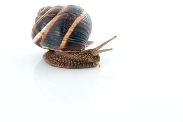 Snail