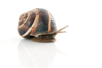 Snail