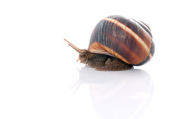 Snail