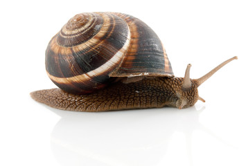 Snail
