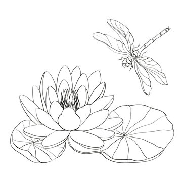 Water Lily and dragonfly.