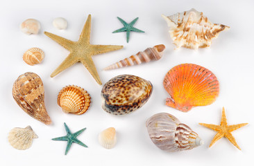 Fototapeta na wymiar Shells and starfish
