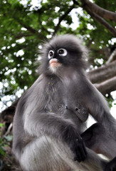 Spectacled langur monkey in thailand